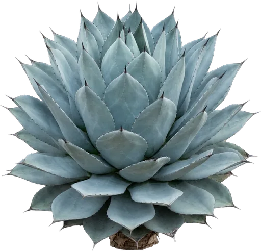 Whale's Tongue Agave
