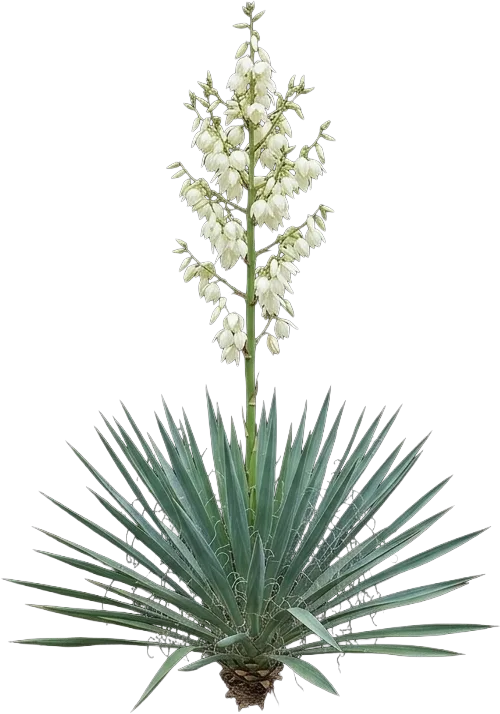 Adam's Needle Yucca