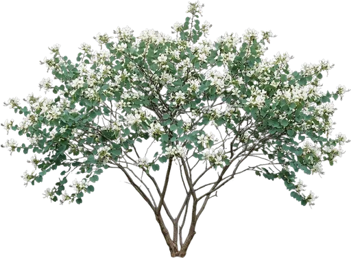 Anacacho Orchid Tree