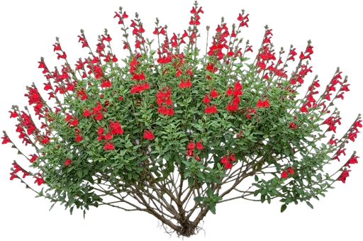Autumn Sage (Red)