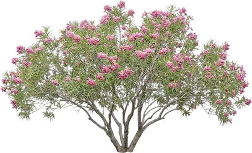 Desert Willow