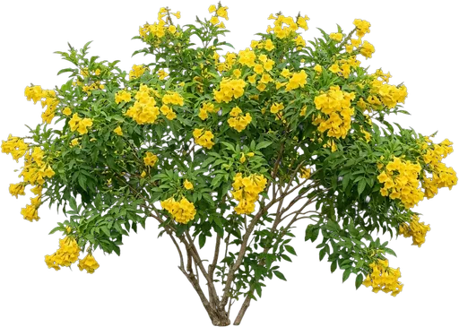 Esperanza / Yellow Bells