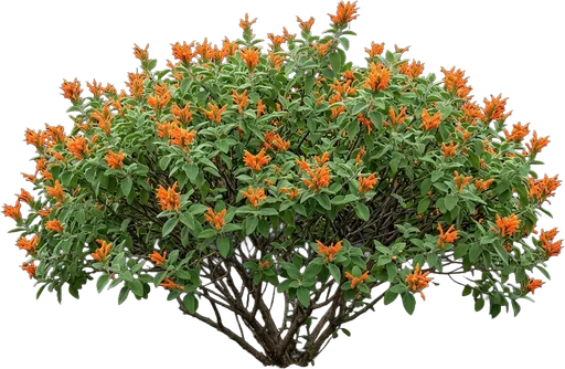Mexican Honeysuckle