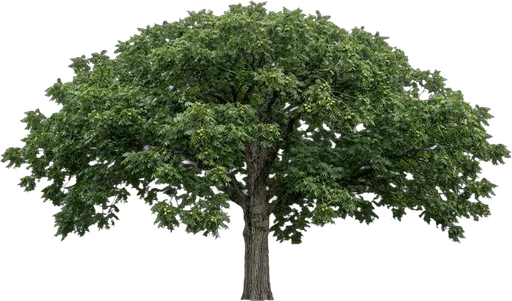 Pecan Tree