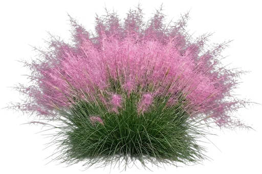 Pink Muhly Grass