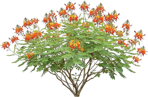 Pride of Barbados