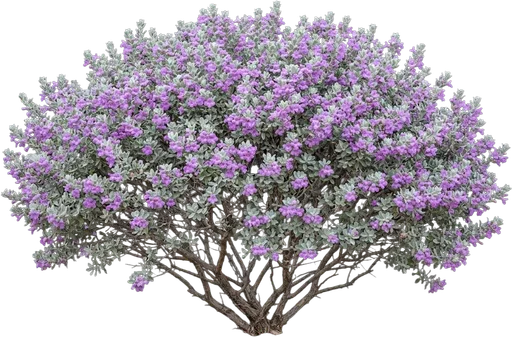 Texas Sage