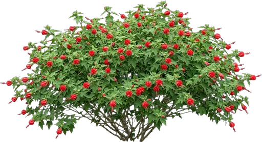 Turk's Cap