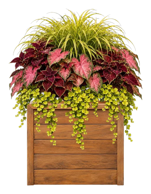 Teak Square Planter Box